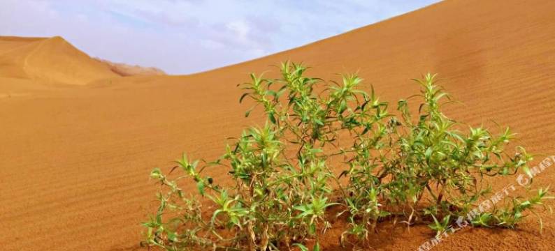 中卫大漠槐花吟青年旅舍图片