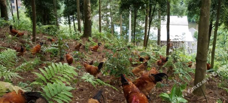 重庆金龙山庄图片