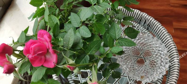 眉山柠檬树公寓(碧湖居南路北口分店)图片