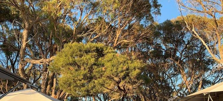 罗特尼斯岛屿探索度假园区(Discovery Resorts - Rottnest Island)图片