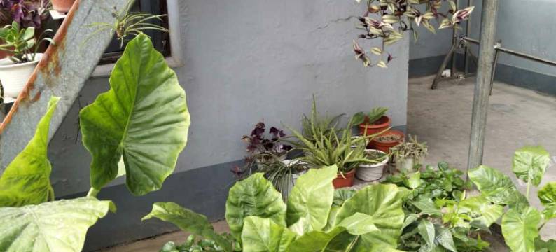 乌镇客来乡客栈图片