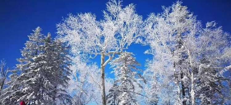 雪谷·老乡Family漫雪物语秘境美宿(雪谷风景区店)图片