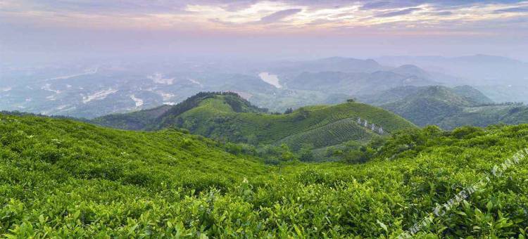 信阳紫盈茶庄园图片