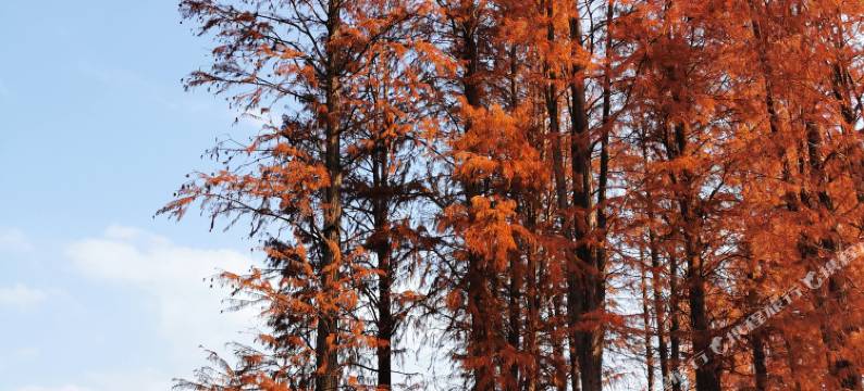 余姚香雅农家客栈图片