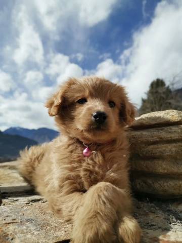 丹巴罕额庄园(中路藏寨观落日点店)图片