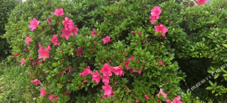 莫干山栖梦林民宿(仙潭村景区店)图片