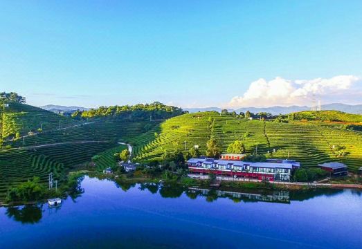 Yinsheng Tea Manor Over view