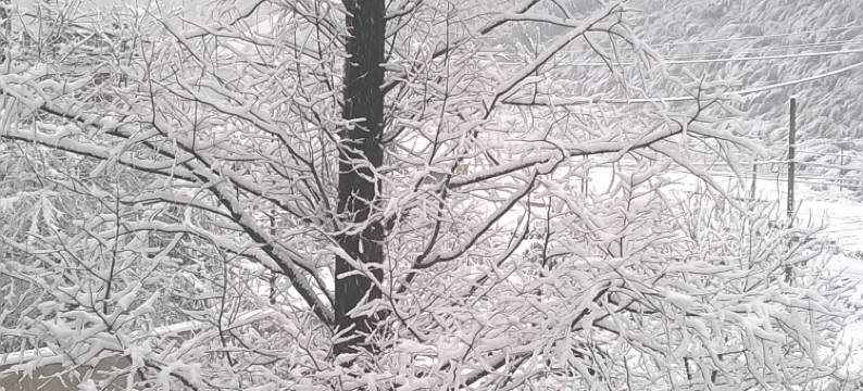 莫干山清林·闲庭山庄图片