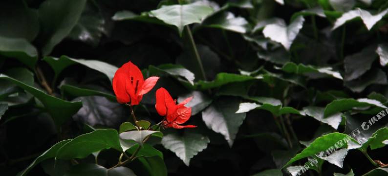 昆明雁鹫庄宾馆图片