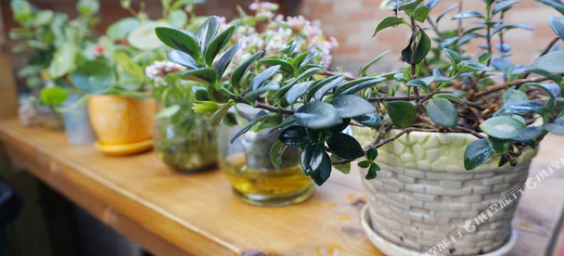 星玥屋民宿(深圳杨梅坑桔钓沙店)图片