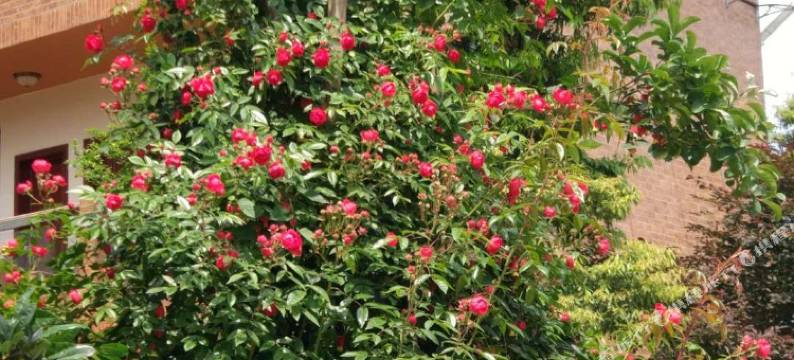 都江堰凤栖印象农家院图片