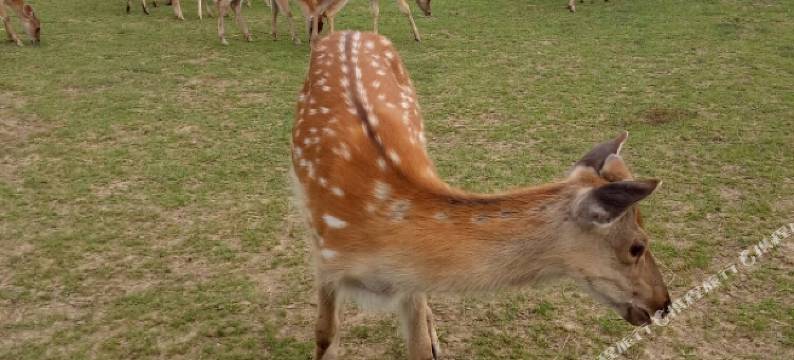 神农架东林宾馆图片
