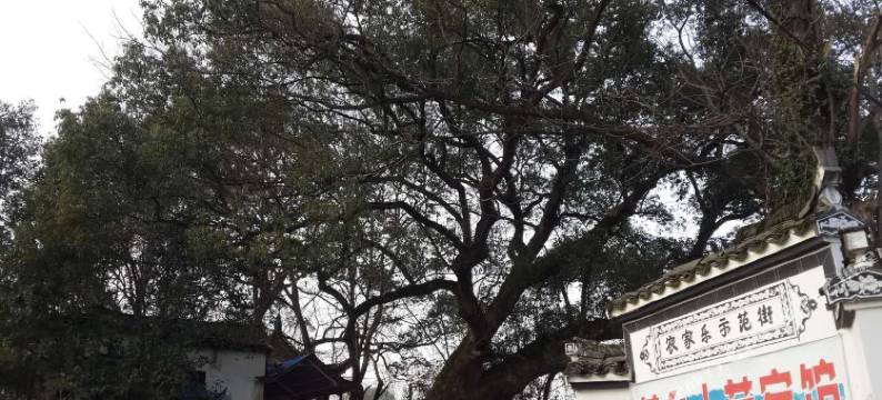 婺源茶乡客馆图片