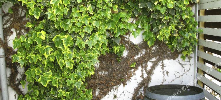 传世豪华酒店(Hotel Trash Deluxe)图片