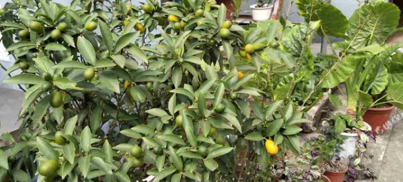 乌镇客来乡客栈图片