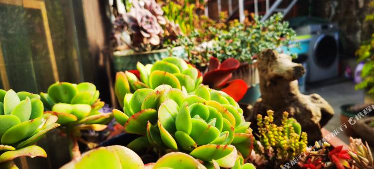 泸沽湖六间房私人庭院湖景民宿图片