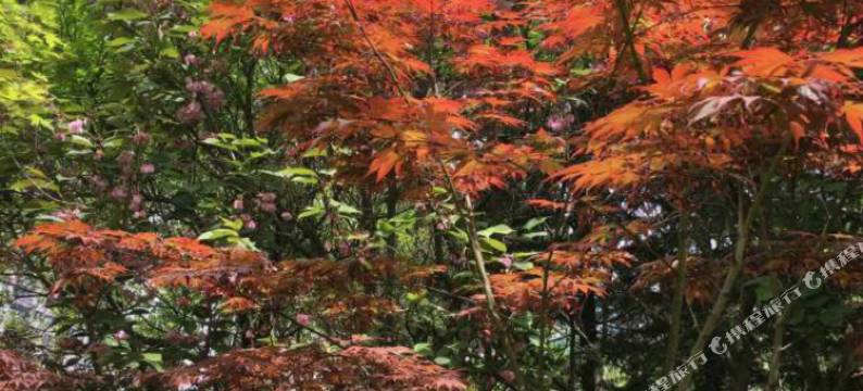 听海轩公寓(青岛金沙滩度假区店)图片