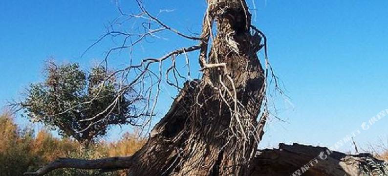 额济纳旗龙顺源大酒店图片