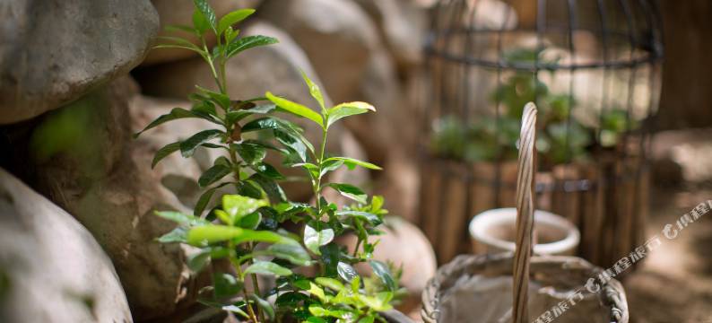 礼泉净心谷精品民宿图片