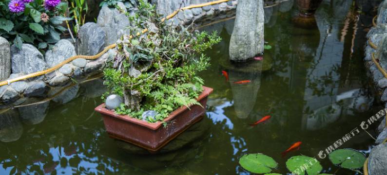 大理怡馨小苑(大理古城南门店)图片