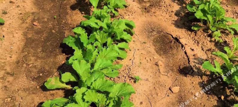 瓦房店大和馆观山阁图片