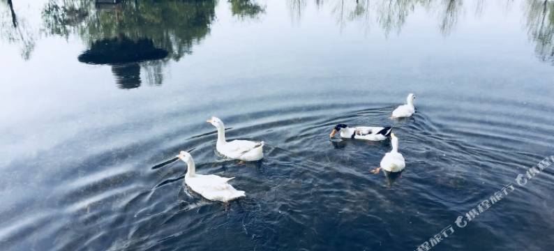 临夏神泉酒店图片