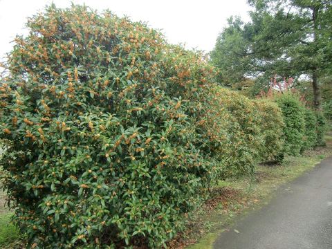 Ryokan Kokuminshukusha Ryoukamiso Tripcom - 