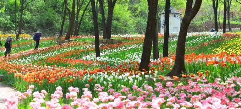 红叶谷树屋图片