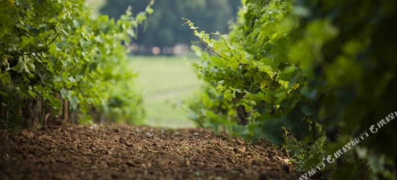 拉利克拉佛利沛瑞格城堡餐厅酒店(Château Lafaurie-Peyraguey Hôtel & Restaurant Lalique)图片