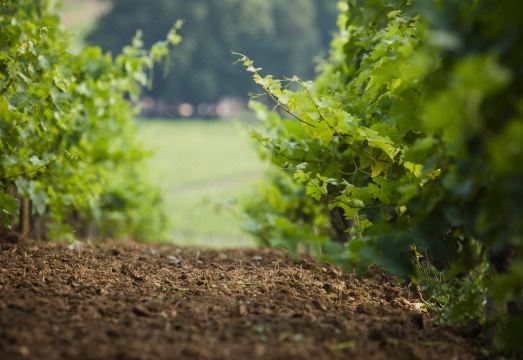 Château Lafaurie-Peyraguey Hôtel & Restaurant Lalique Hotel Overview