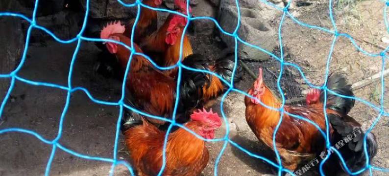 栾川桃源人家客栈图片