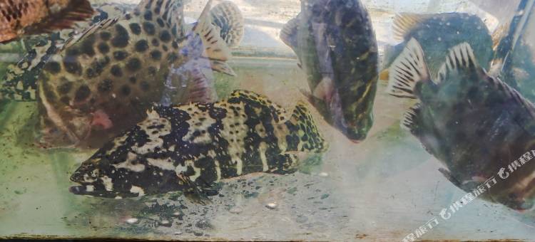 惠州渡头村观山海客栈图片