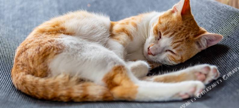 阿里山初日民宿图片