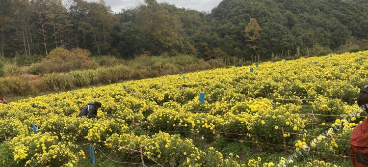 婺源康缘民宿图片