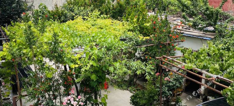 巴塘桑吉啦客栈图片