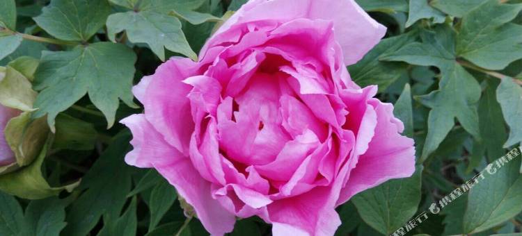 天目湖旅游度假区天悦阁别墅宾馆图片