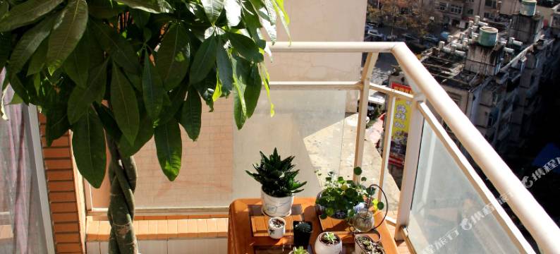 昆明流浪猫念夏火车站店图片