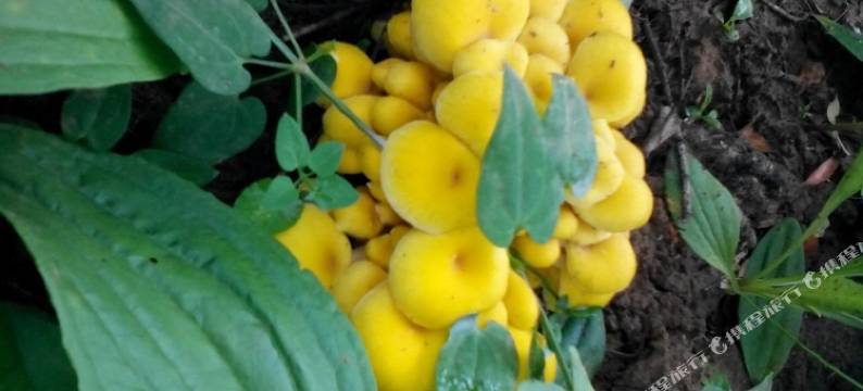 隆化金龙山庄图片