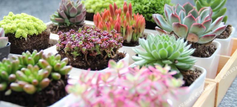 大理白语苑客栈(龙龛码头店)图片