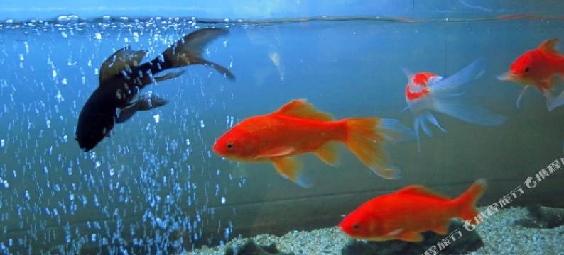 常德丽景苑酒店图片