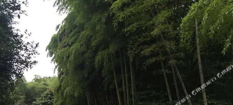 蜀南竹海源林山庄民宿图片