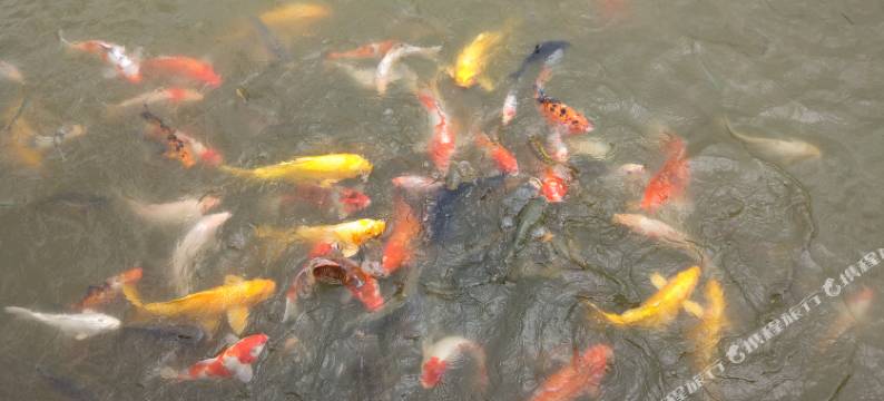 夏津德百温泉公寓图片