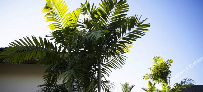 普吉阿缦山塘街独栋别墅度假村(Coco Kamala Villa Phuket)图片