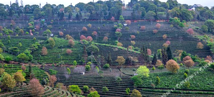 普洱万亩茶园度假酒店(茶博览苑景区店)图片