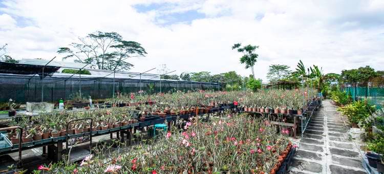 新加坡奔腾克兰芝农场度假村(D'Kranji Farm Resort)图片