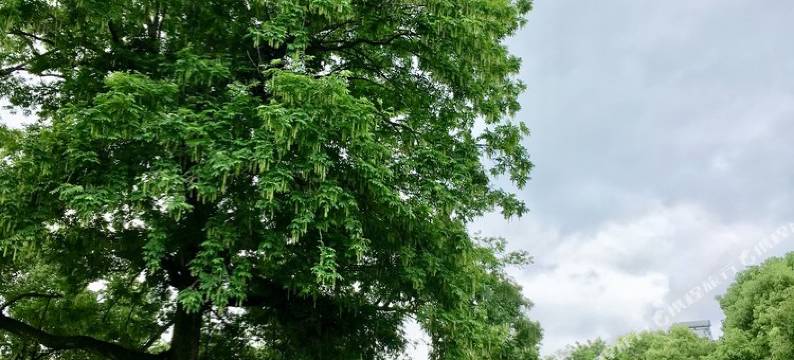 景德镇文文Vivi公寓(5号店)图片