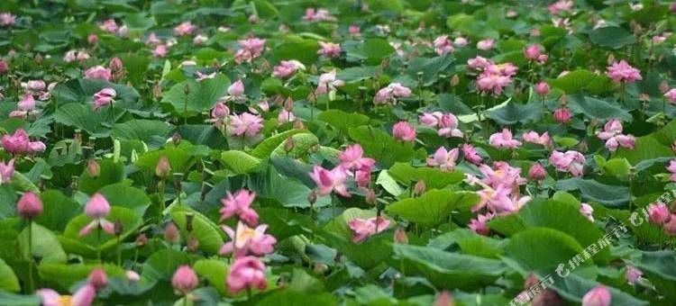虎林江景宾馆图片