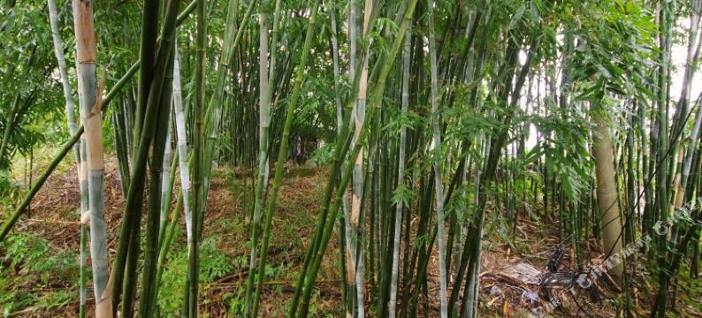 赤水古镇旅社图片