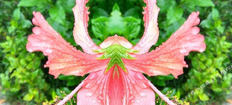 阳朔十里画廊客栈图片