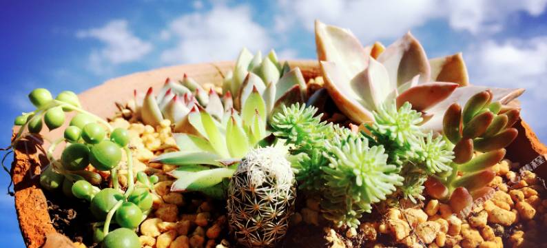 长白山向阳花开青年旅舍图片